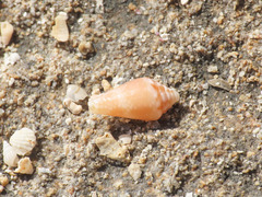 Caenogastropoda