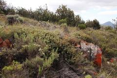 Protea sulphurea
