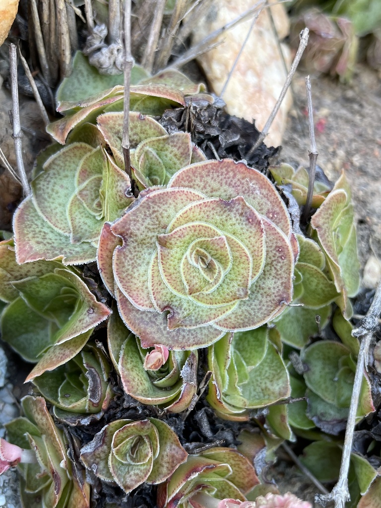 Crassula pseudhemisphaerica 2
