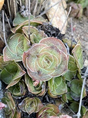 Crassula pseudohemisphaerica