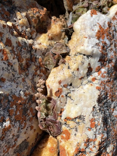 Crassula pseudhemisphaerica