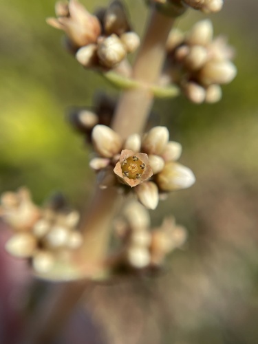 Crassula pseudhemisphaerica