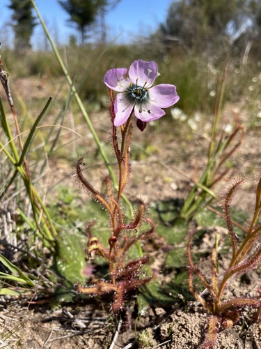 Drosera cistiflora