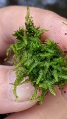 Odontoschisma sphagni