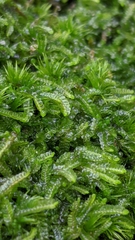 Odontoschisma sphagni