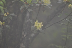Rhododendron ambiguum