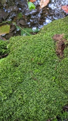 Odontoschisma sphagni