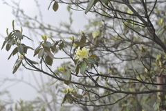 Rhododendron ambiguum
