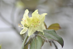 Rhododendron ambiguum