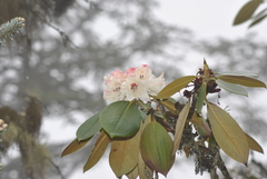 Rhododendron sikangense