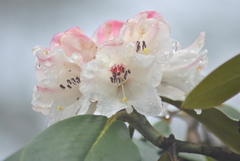 Rhododendron sikangense