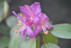 Rhododendron polylepis