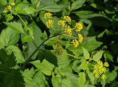 Thaspium barbinode