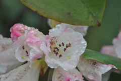 Rhododendron sikangense
