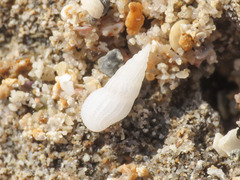 Caenogastropoda