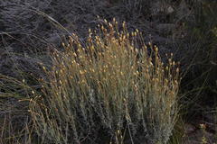 Syncarpha staehelina