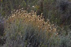 Syncarpha staehelina