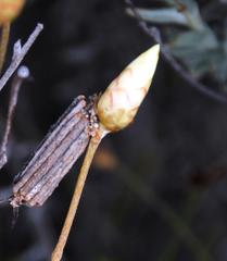 Syncarpha staehelina