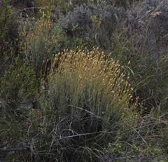 Syncarpha staehelina