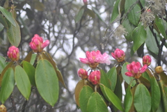Rhododendron sikangense