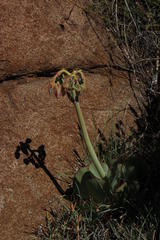 Cotyledon orbiculata oblonga