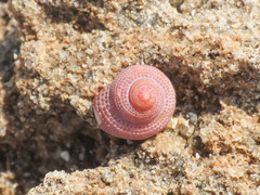 Trochida