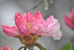 Rhododendron sikangense