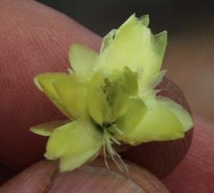 Syncarpha staehelina