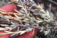 Syncarpha staehelina