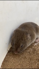 Microtus lusitanicus