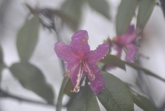 Rhododendron polylepis