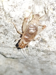 Eugryllodes escalerae