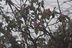 Rhododendron polylepis