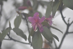 Rhododendron polylepis