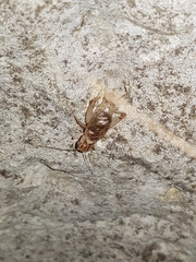 Eugryllodes escalerae