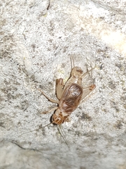 Eugryllodes escalerae