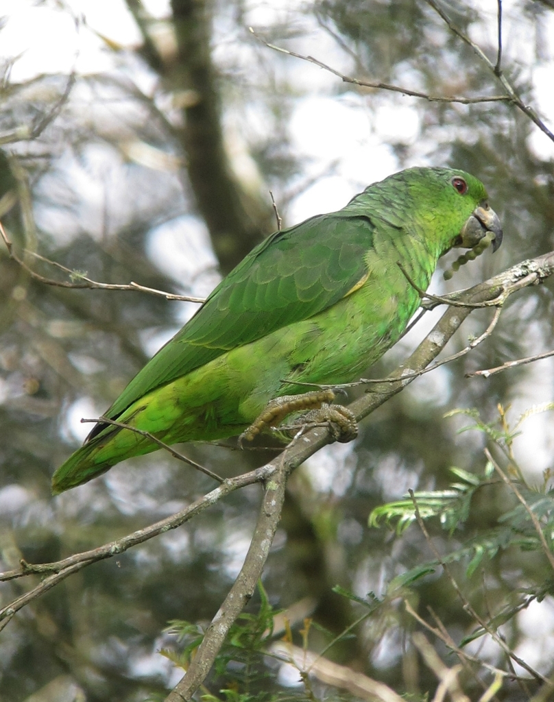 Scaly-naped Amazon