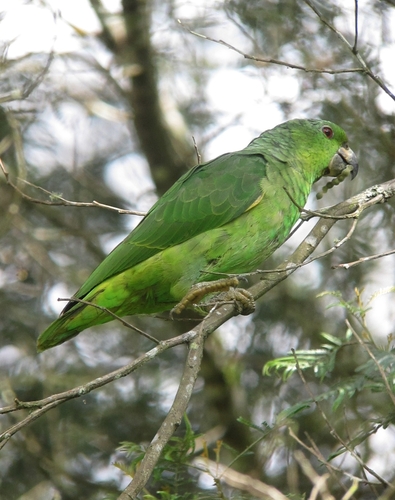 Scaly-naped Amazon