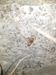 Eugryllodes escalerae