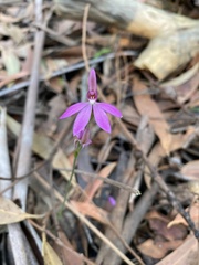 Caladenia hillmanii