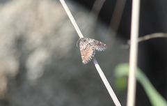 Lachnocephala vellosata