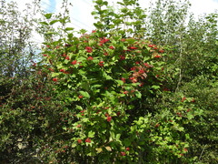 Viburnum opulus