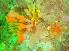 Fromia schultzei