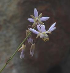 Heliophila cornuta squamata