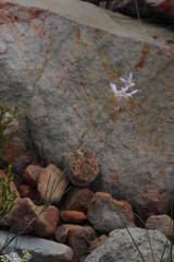 Heliophila cornuta squamata