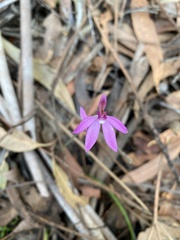 Caladenia hillmanii