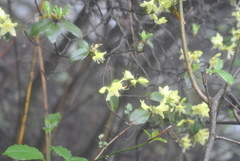 Rhododendron ambiguum