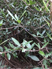 Phillyrea latifolia media