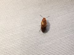 Anaspis maculata