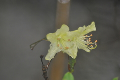 Rhododendron ambiguum